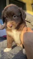 Monni , a female Miniature Australian Shepherd for sale in Orlando, FL – 9 of 10