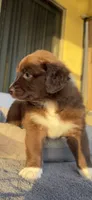 Monni , a female Miniature Australian Shepherd for sale in Orlando, FL – 4 of 10