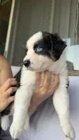 Monni , a female Miniature Australian Shepherd for sale in Orlando, FL – 6 of 10