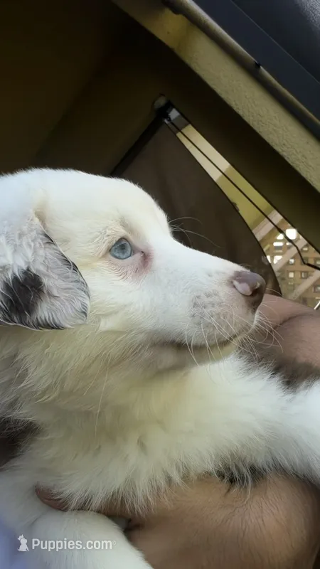 Sampa – Miniature Australian Shepherd puppy for sale in Orlando, FL