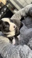 Oreoo, a female Miniature Australian Shepherd for sale in Orlando, FL – 2 of 5