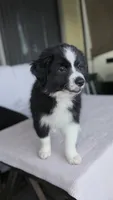 Oreoo, a female Australian Shepherd for sale in Orlando, FL – 3 of 4