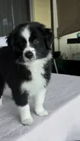 Oreoo, a female Australian Shepherd for sale in Orlando, FL – 2 of 4