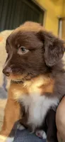 Monni , a female Miniature Australian Shepherd for sale in Orlando, FL – 7 of 10