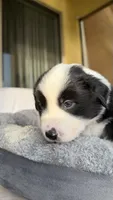 Oreoo, a female Miniature Australian Shepherd for sale in Orlando, FL – 3 of 5