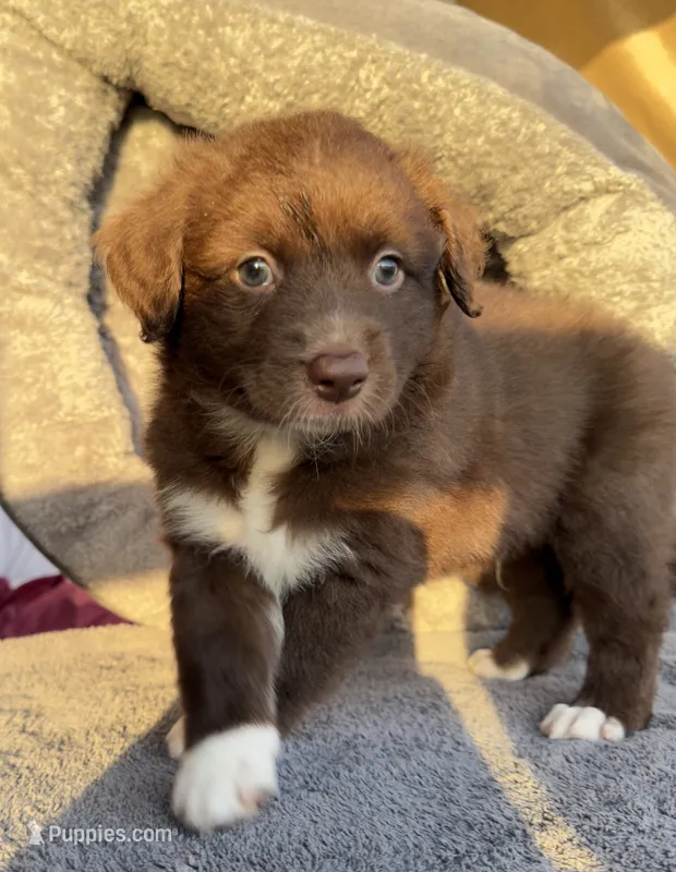 Leo – Miniature Australian Shepherd puppy for sale in Orlando, FL