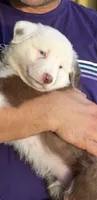 Rakii, a male Miniature Australian Shepherd for sale in Orlando, FL – 3 of 3