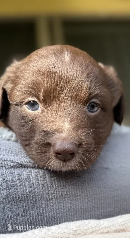Leo – Miniature Australian Shepherd puppy for sale in Orlando, FL