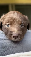 Leo, a female Miniature Australian Shepherd for sale in Orlando, FL – 1 of 4