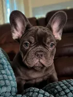 Coco Chanel, a female French Bulldog for sale in Miami, FL – 1 of 10