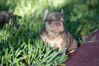 Diesel, a male French Bulldog for sale in Miami, FL – 9 of 10