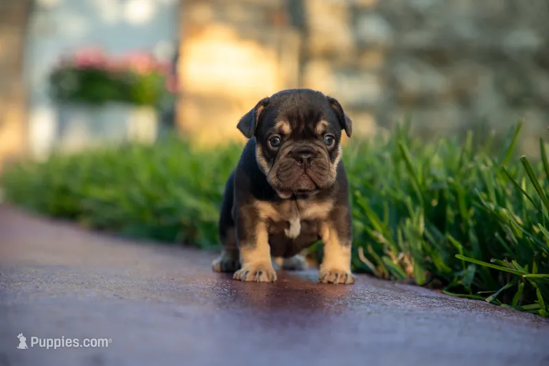Audrey – French Bulldog puppy for sale in Miami, FL