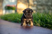 Audrey, a female French Bulldog for sale in Miami, FL – 1 of 4