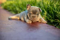 Prada, a female French Bulldog for sale in Miami, FL – 9 of 9
