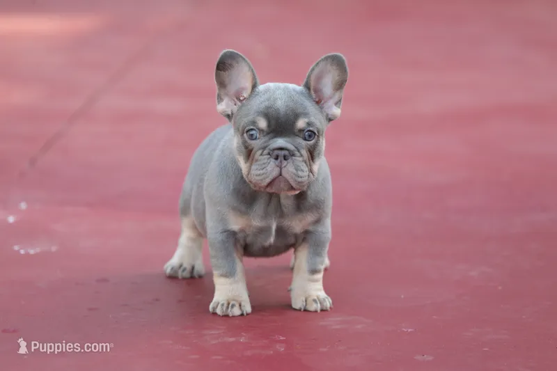 Prada – French Bulldog puppy for sale in Miami, FL