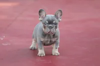 Prada, a female French Bulldog for sale in Miami, FL – 4 of 10