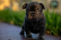 Coco Chanel, a female French Bulldog for sale in Miami, FL – 7 of 10