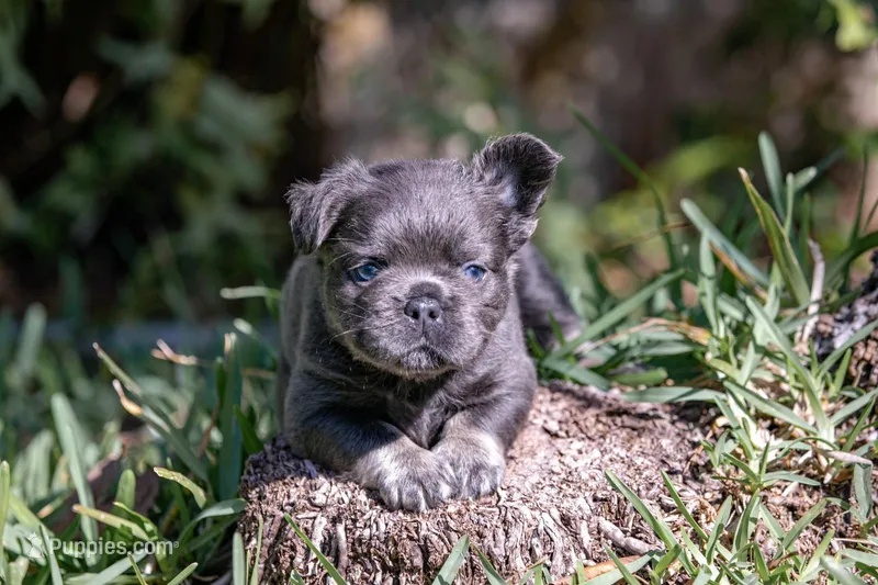 Fendi – French Bulldog puppy for sale in Miami, FL