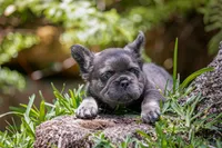 Fendi, a female French Bulldog for sale in Miami, FL – Photo 5 of 10