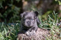 Fendi, a female French Bulldog for sale in Miami, FL – Photo 4 of 10