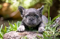 Fendi, a female French Bulldog for sale in Miami, FL – Photo 6 of 10