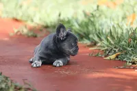 Fendi, a female French Bulldog for sale in Miami, FL – Photo 3 of 10