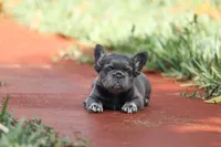 Fendi, a female French Bulldog for sale in Miami, FL – Photo 2 of 10