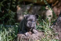 Fendi, a female French Bulldog for sale in Miami, FL – Photo 3 of 10
