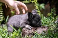 Fendi, a female French Bulldog for sale in Miami, FL – Photo 8 of 10