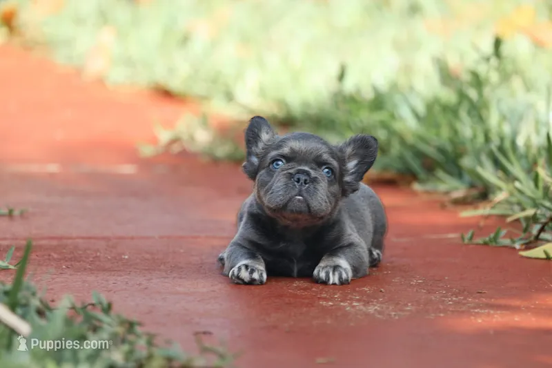 Fendi – French Bulldog puppy for sale in Miami, FL