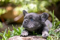 Fendi, a female French Bulldog for sale in Miami, FL – Photo 7 of 10