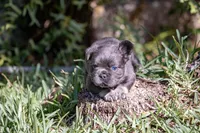 Fendi, a female French Bulldog for sale in Miami, FL – Photo 2 of 10