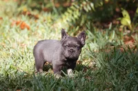 Fendi, a female French Bulldog for sale in Miami, FL – Photo 4 of 10