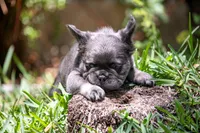 Fendi, a female French Bulldog for sale in Miami, FL – Photo 10 of 10