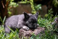 Fendi, a female French Bulldog for sale in Miami, FL – Photo 9 of 10