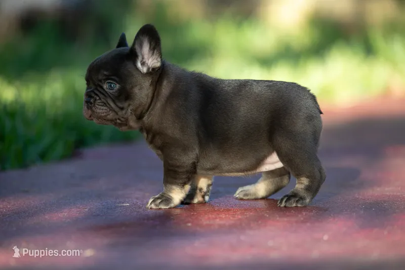 Coco Chanel – French Bulldog puppy for sale in Miami, FL