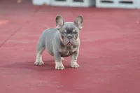 Prada, a female French Bulldog for sale in Miami, FL – 9 of 10