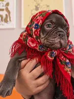 Coco Chanel, a female French Bulldog for sale in Miami, FL – 4 of 10
