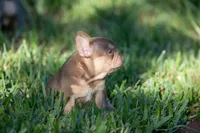 Diesel, a male French Bulldog for sale in Miami, FL – 3 of 10