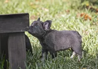 Fendi, a female French Bulldog for sale in Miami, FL – 8 of 8