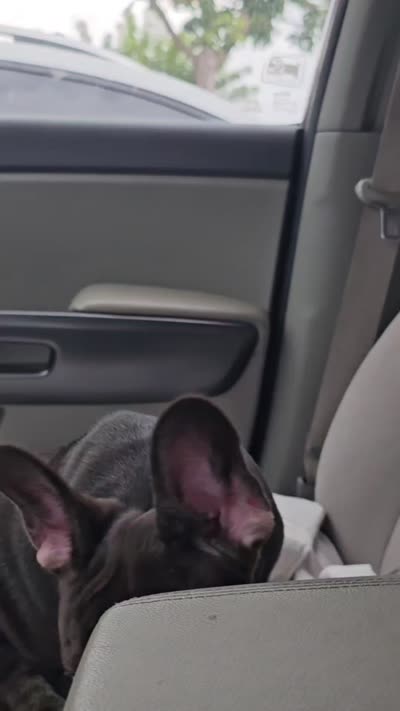 Coco Chanel, a female French Bulldog for sale in Miami, FL – 10 of 10