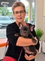 Coco Chanel, a female French Bulldog for sale in Miami, FL – 5 of 10