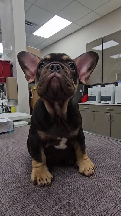 Audrey, a female French Bulldog for sale in Miami, FL – 10 of 10