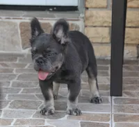 Fendi, a female French Bulldog for sale in Miami, FL – 4 of 8