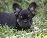 Naomi, a female French Bulldog for sale in Miami, FL – 10 of 10