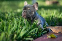 Prada, a female French Bulldog for sale in Miami, FL – 3 of 9