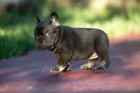 Coco Chanel, a female French Bulldog for sale in Miami, FL – 3 of 10