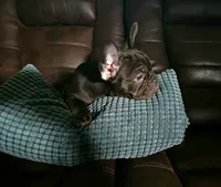 Coco Chanel, a female French Bulldog for sale in Miami, FL – 3 of 10