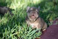 Diesel, a male French Bulldog for sale in Miami, FL – 7 of 10