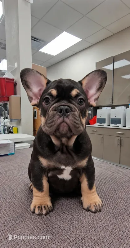 Audrey – French Bulldog puppy for sale in Miami, FL